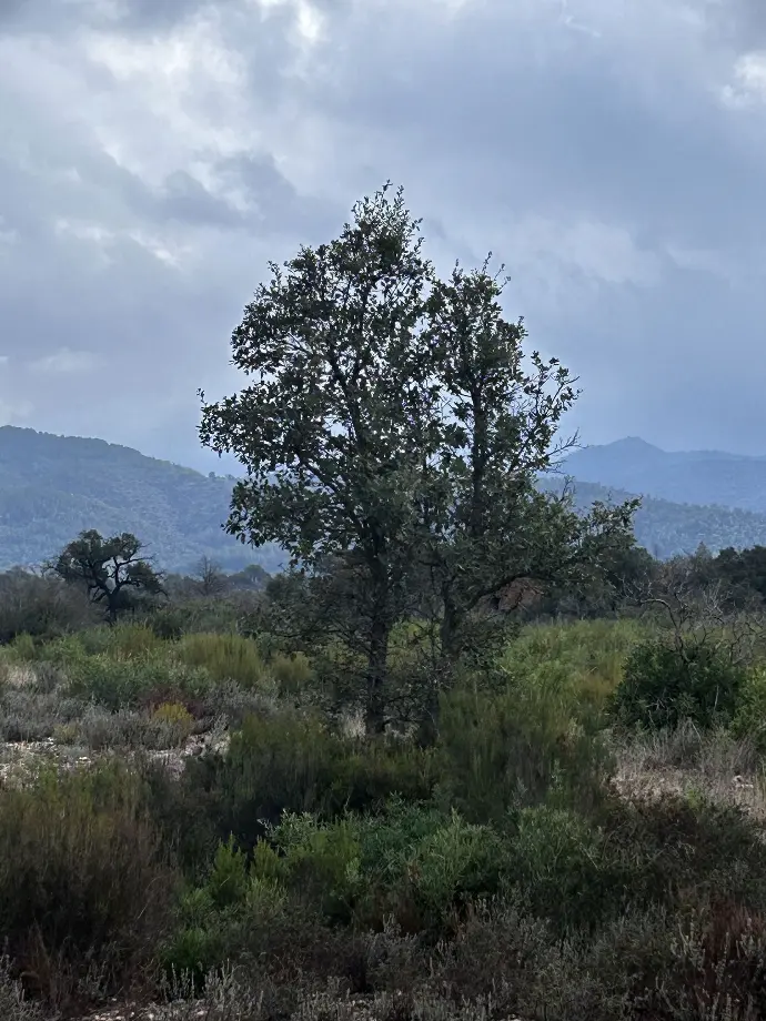 Chêne vert/ Holm oak