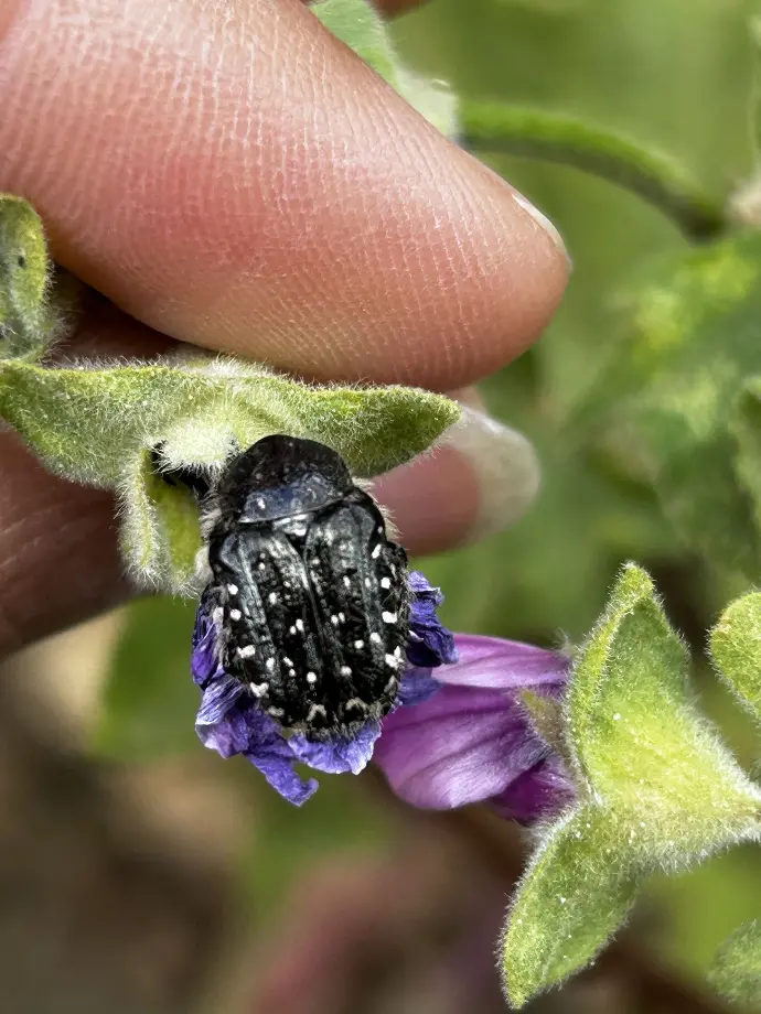 Oxythyrea funesta